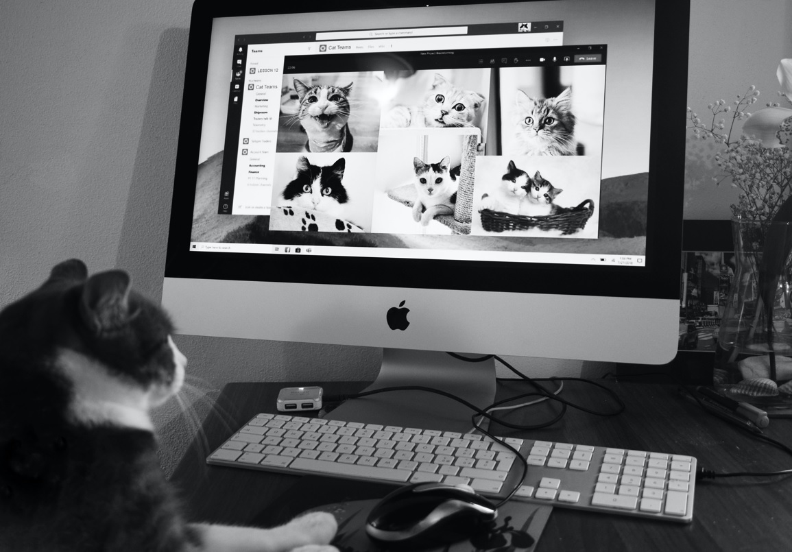Technoretail - Il canale digitale sempre più utilizzato per acquisti per i propri animali domestici 