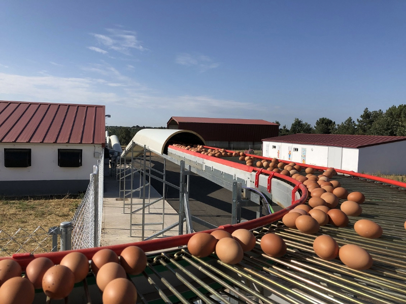 Technoretail - Hellbernd sceglie Eaton per facilitare la raccolta delle uova 