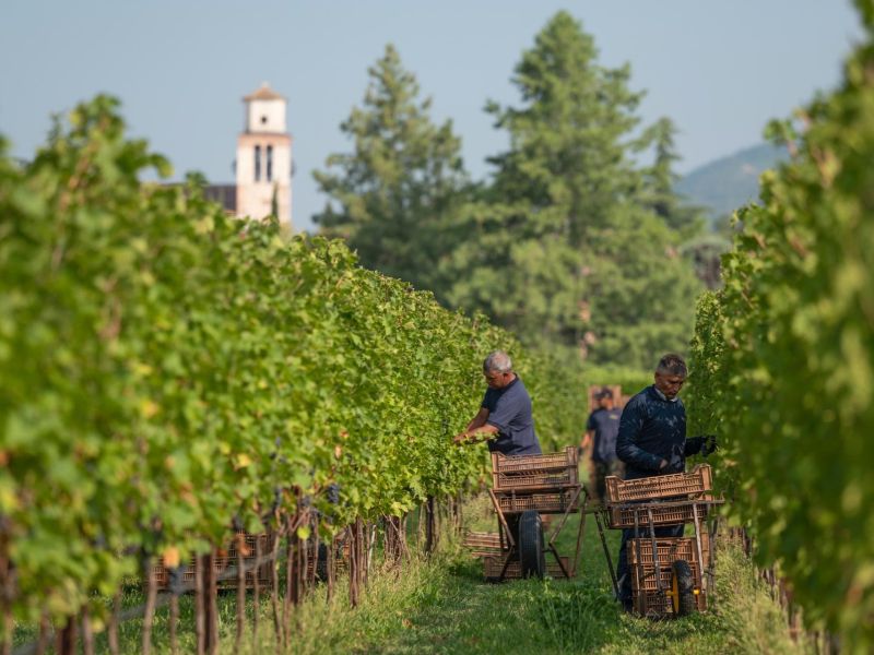 Technoretail - Making Science e Giv svelano i consumi di vino online in Italia 